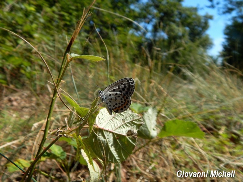 Colpaccio nel Parco del Ticino - Scolitantides orion